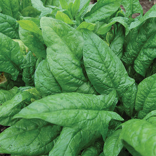 Nobel Spinach