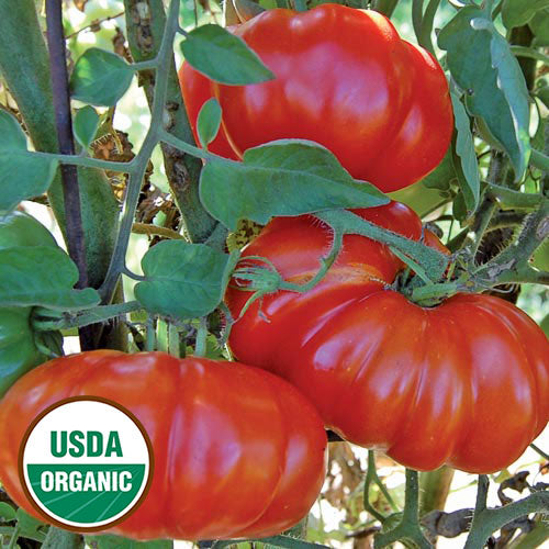 Rosso Sicilian Tomato