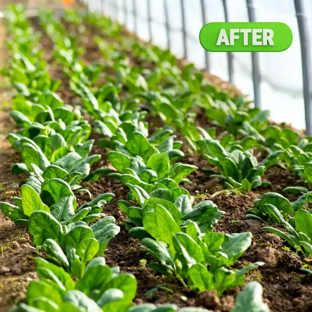 After Soil