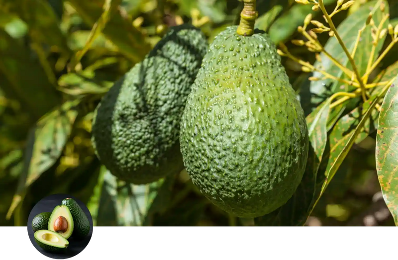 Avocado custom soil mix
