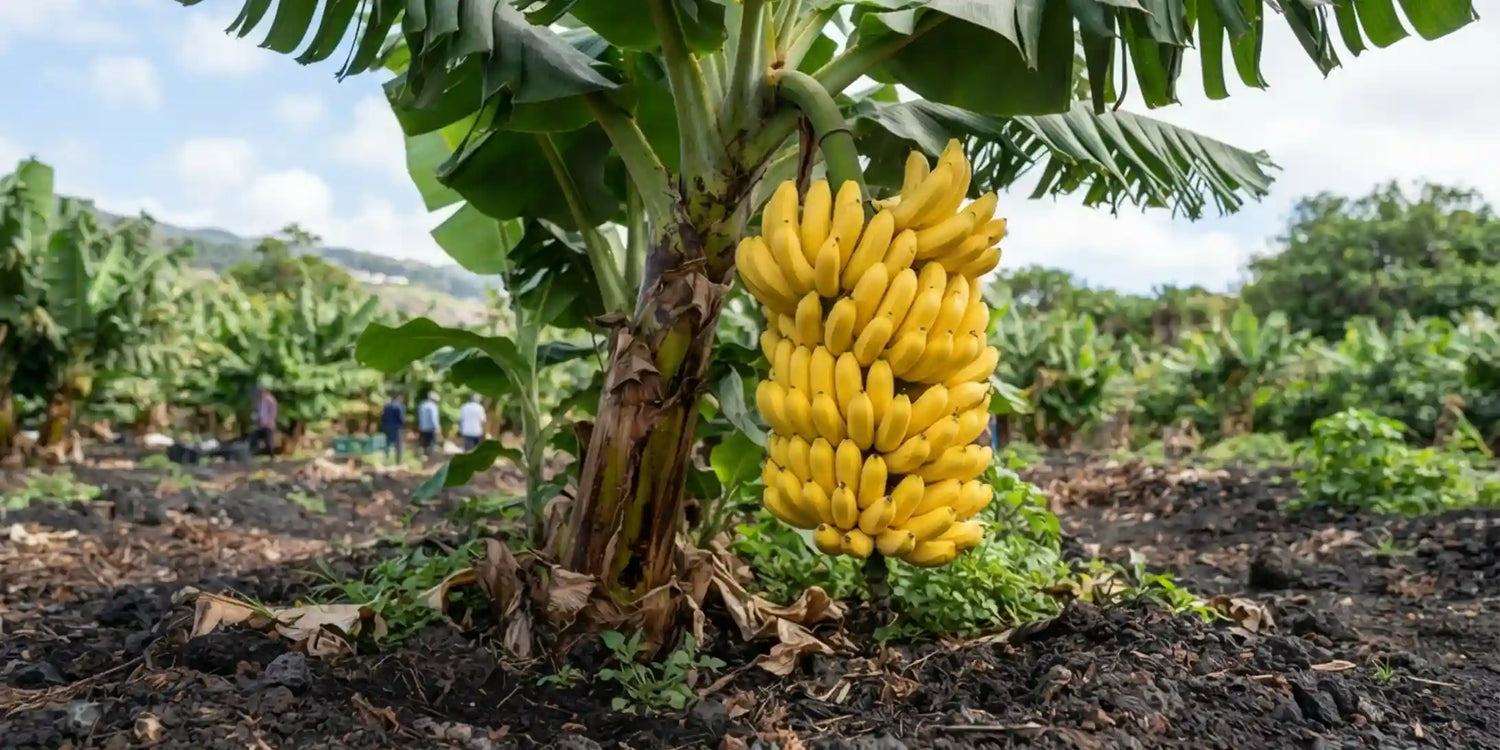 Banana tree with a large bunch of ripe yellow bananas growing in organic Hawaiian volcanic soil on our farm.