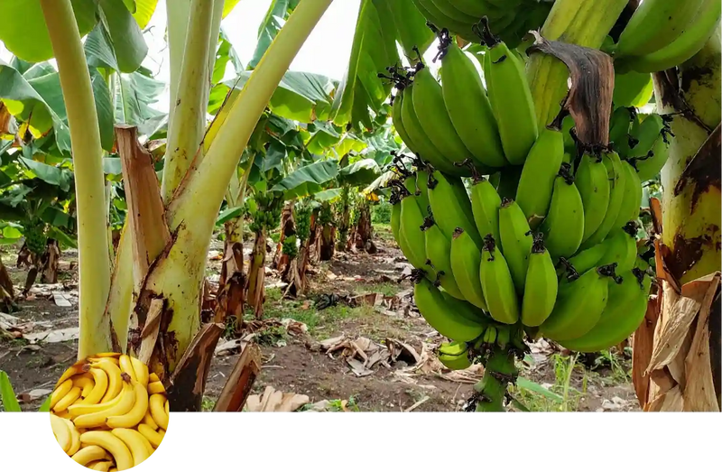 Banana custom soil mix
