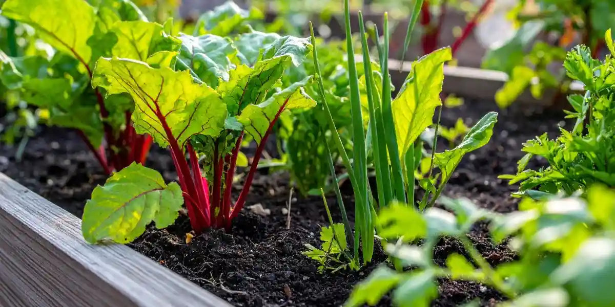 Fresh beets and garden vegetables growing in nutrient-rich organic Hawaiian volcanic soil.