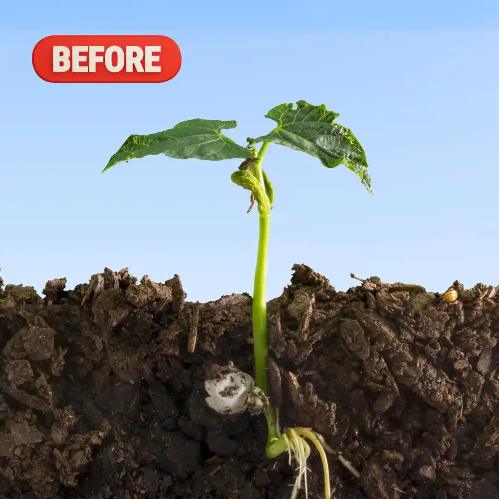 Before Soil