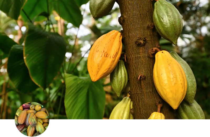 Cacao custom soil mix