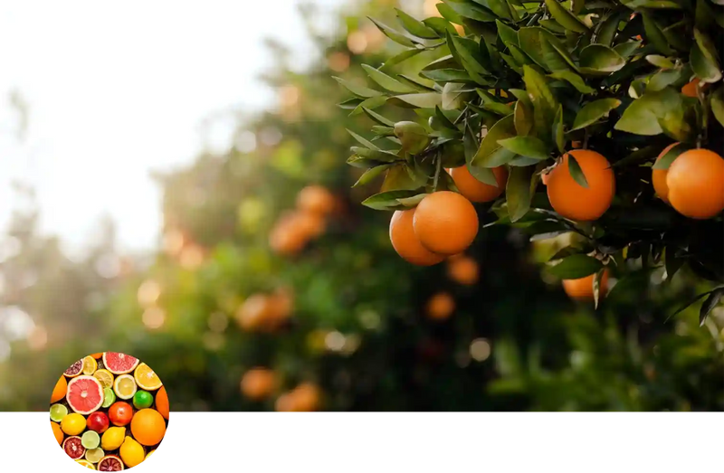 Citrus custom soil mix