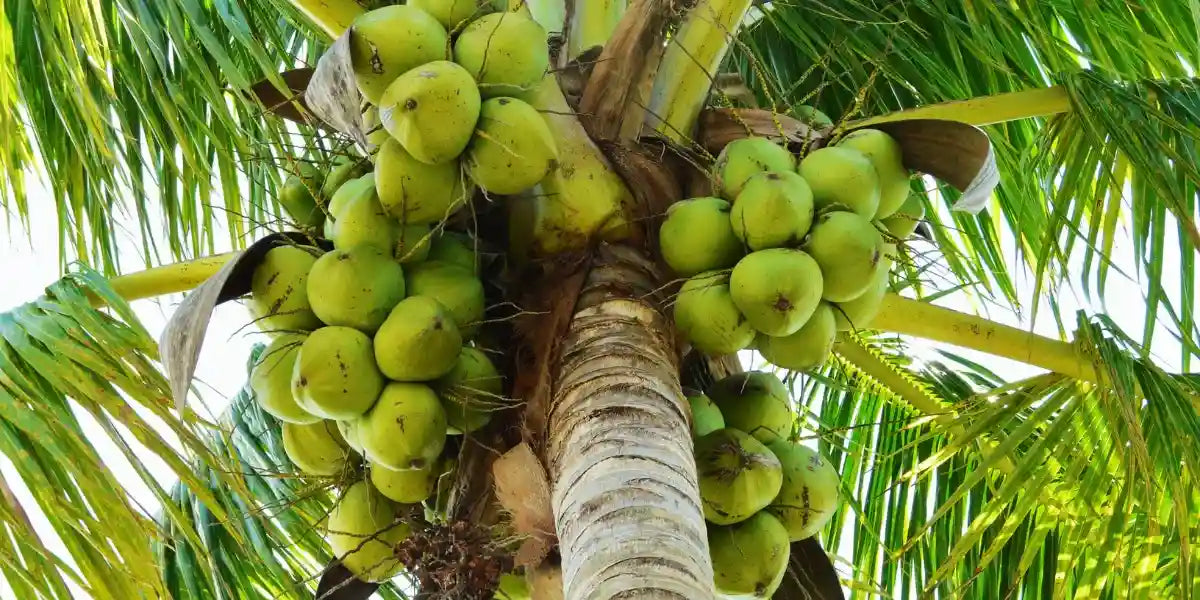 Fresh coconuts ripening on a palm tree at our organic Hawaiian volcanic soil farm.
