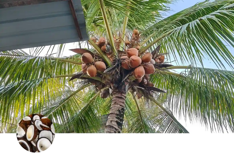 Coconut and Palms custom soil mix