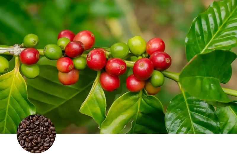 Coffee custom soil mix