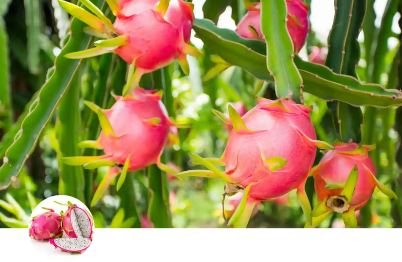 Dragon Fruit custom soil mix