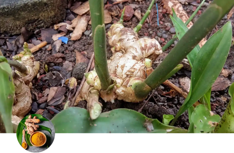 Ginger and Turmeric custom soil mix