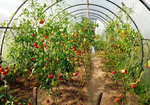 Tomato plants growing in a greenhouse with ripe tomatoes.