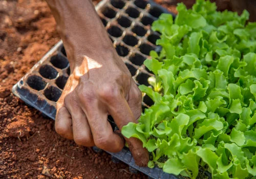 Hand placing seedlings into a planting tray on a dirt surface