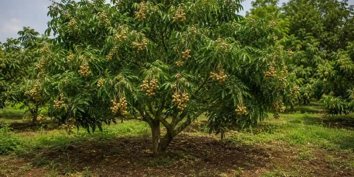 Fruit-bearing longan tree growing in nutrient-dense Hawaiian volcanic soil.