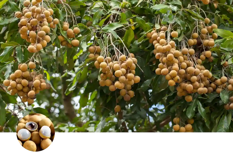 Longan custom soil mix