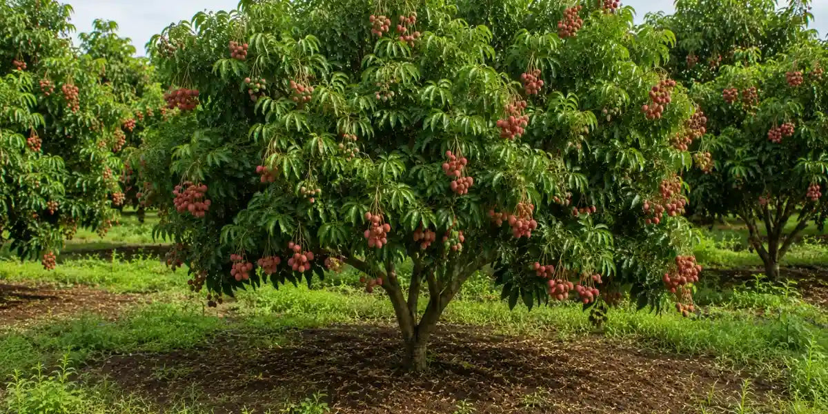 Fruit-bearing lychee tree thriving in organic Hawaiian volcanic soil on our farm.