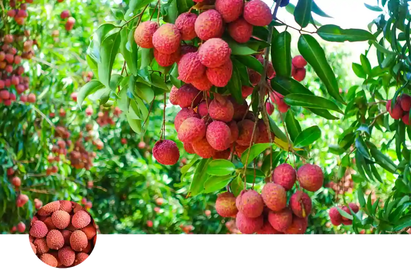 Lychee custom soil mix