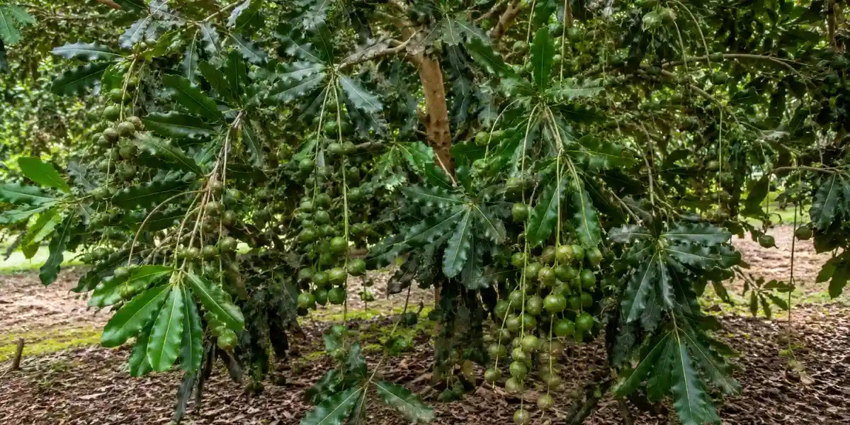 Healthy macadamia nut tree laden with nuts, grown in organic Hawaiian volcanic soil.