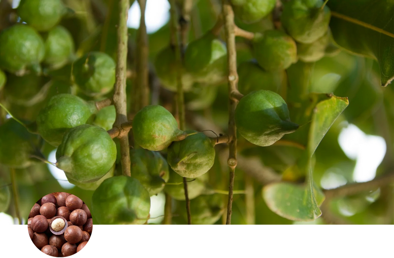 Macadamia custom soil mix