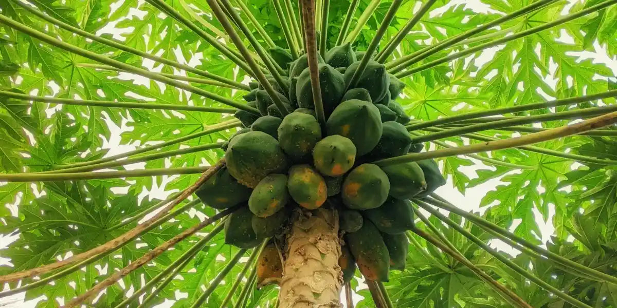 Fruit-heavy organic papaya tree thriving in nutrient-rich Hawaiian volcanic soil.