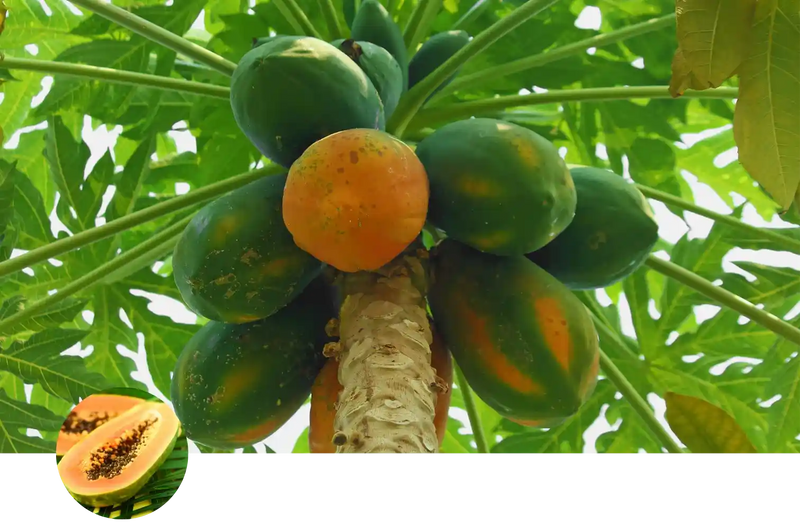 Papaya custom soil mix