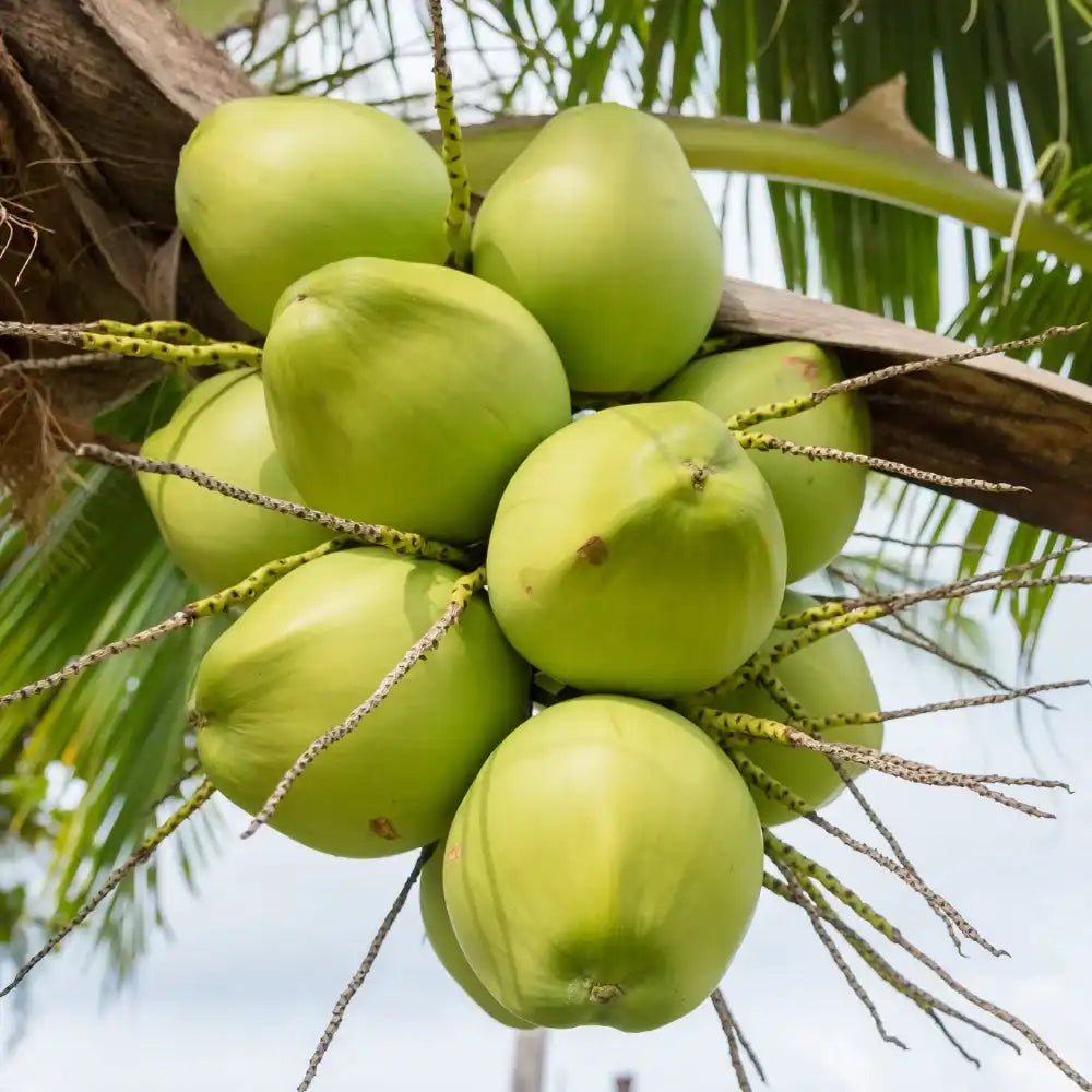 Cluster of fresh green coconuts ripening on a palm tree, grown in organic Hawaiian volcanic soil.