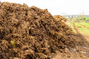 Premium Horse Manure