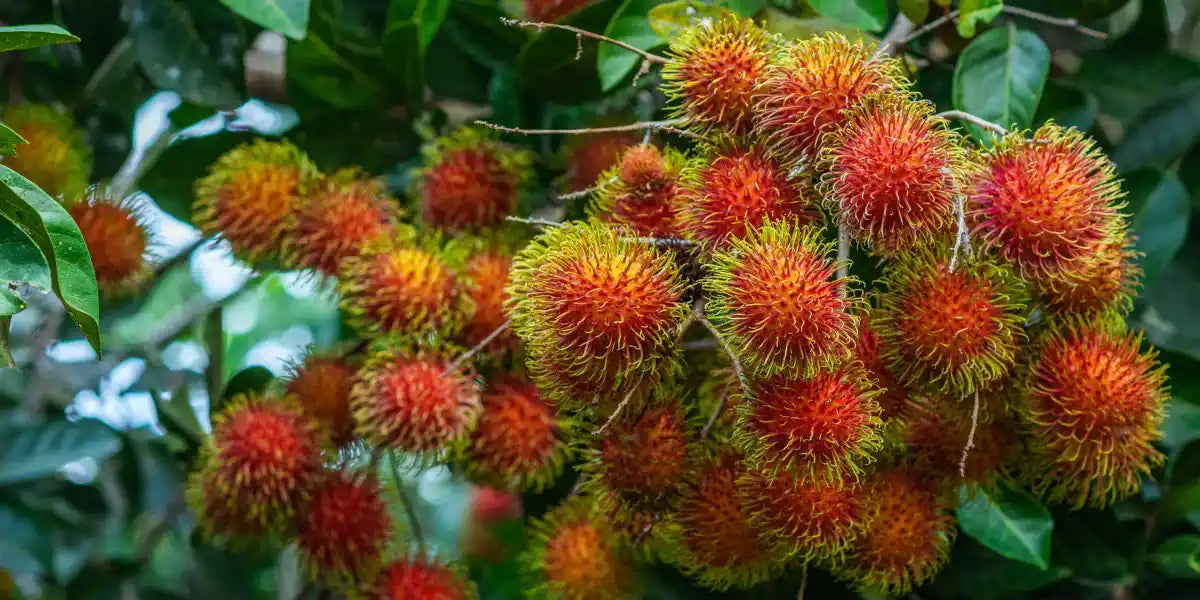 Fresh, ripe rambutan fruit growing on our farm in organic Hawaiian volcanic soil.