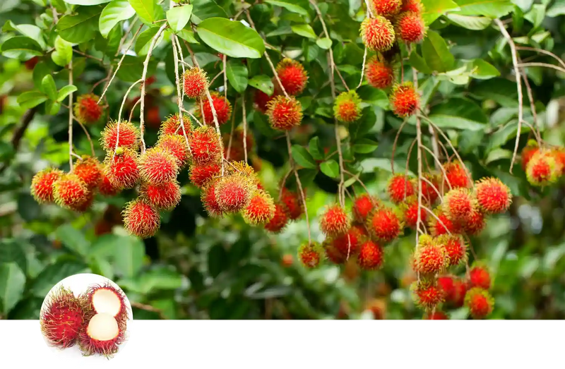 Rambutan custom soil mix