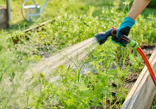 Person watering plants in a garden with a hose