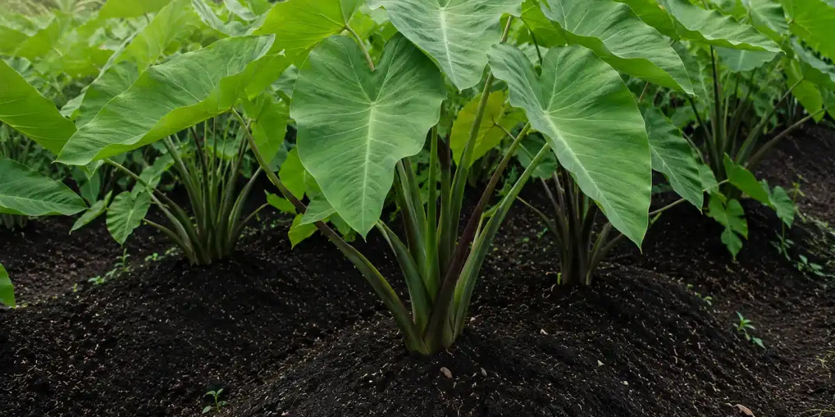 Lush taro plants thriving in nutrient-rich Hawaiian volcanic soil on our organic farm.
