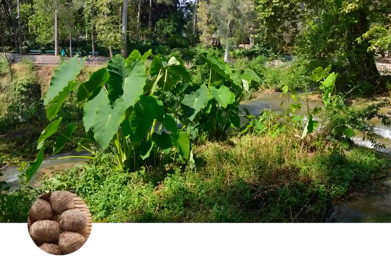 Taro / Kalo custom soil mix