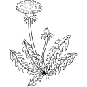Tree & Shrub Planting