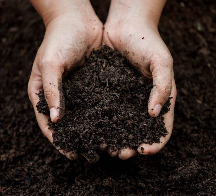 Hands holding nutrient-rich organic Hawaiian volcanic soil, representing our commitment to sustainable farming.
